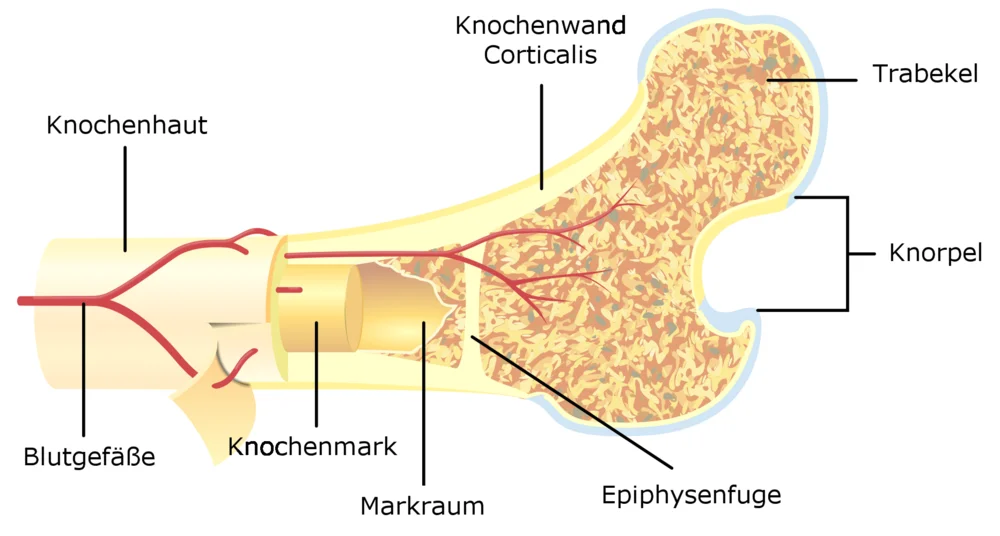 Querschnitt Röhrenknochen