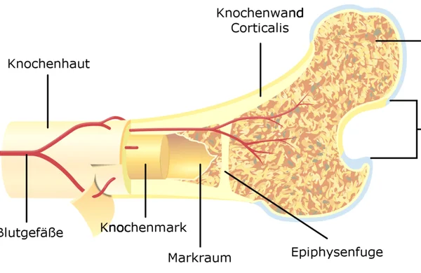 Knochenstruktur_t.png
