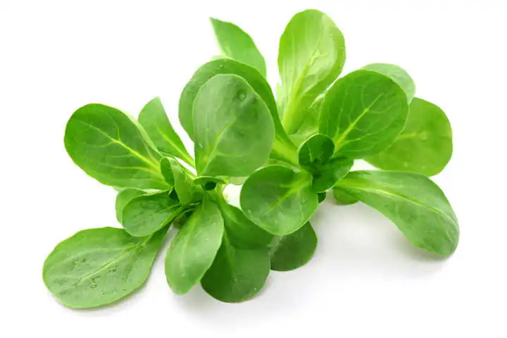 Feldsalat Feldsalat hat hohen Vitamingehalt