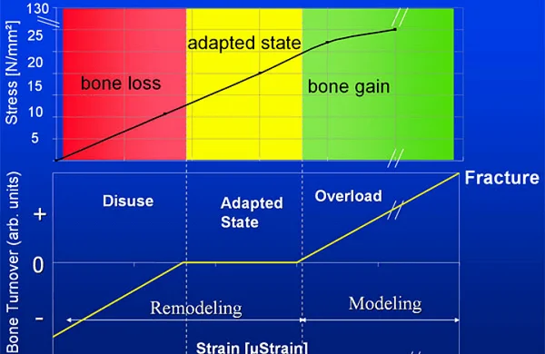 mechanostat_knochen.png