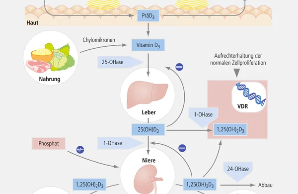 Vitamin-D-Stoffwechsel_t.png