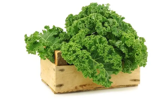 vitamin_k_gruenkohl_t.jpg