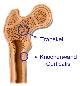 Trabekel und Knochenbälkchen