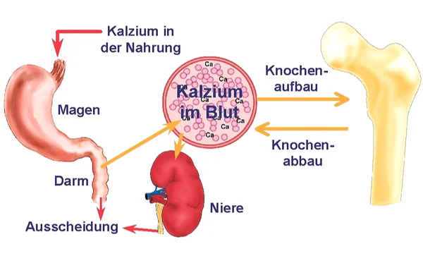 Calcium Stoffwechsel Calcium Stoffwechsel