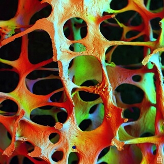 Innere Struktur der Knochen - feine Knochenbaelkchen / Trabekel