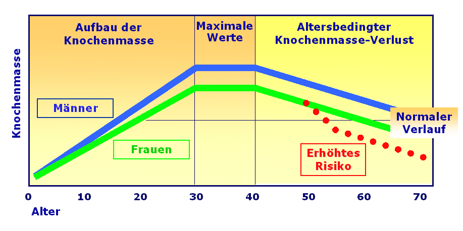 Knochenmasse BMD (bone mineral density)